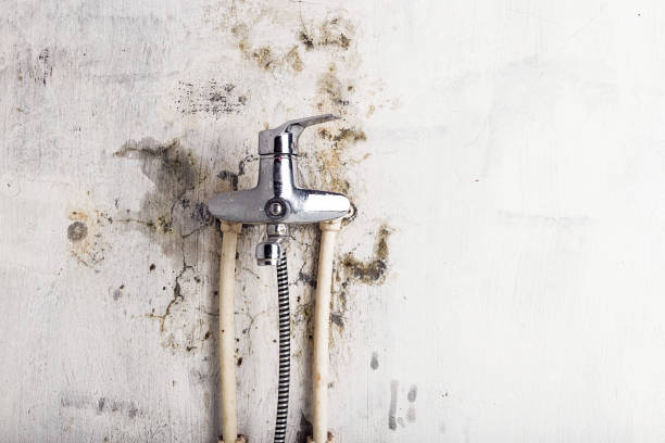 Best Commercial Mold Removal  in Corning, AR