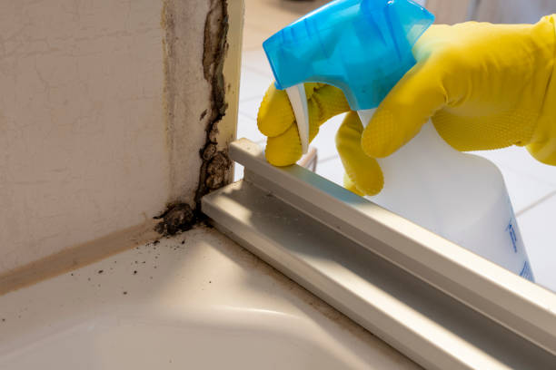 Best Black Mold Removal  in Corning, AR