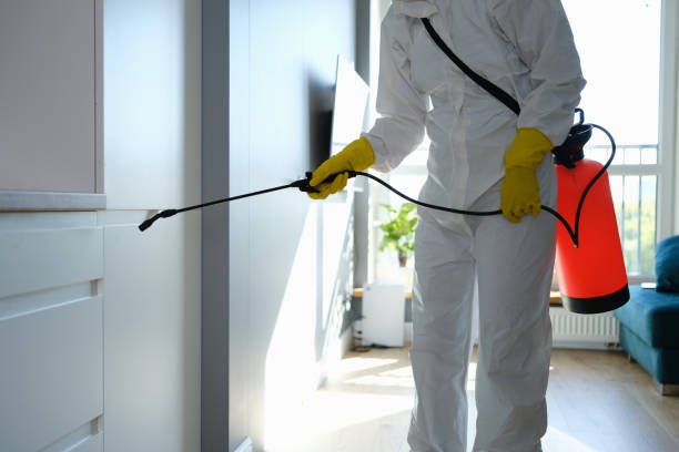 Attic Mold Removal in Corning, AR