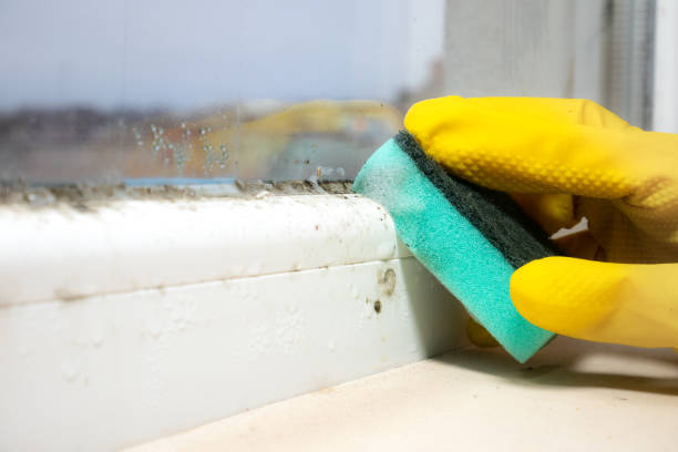 Best Office Mold Removal Services  in Corning, AR