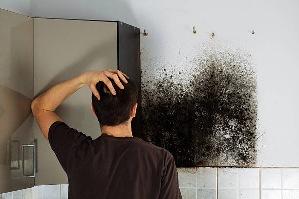 Best Attic Mold Removal  in Corning, AR