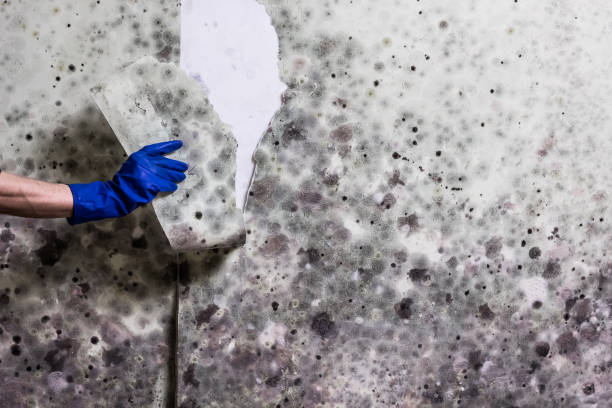 Best Certified Mold Removal  in Corning, AR